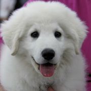 Kuvaszok from Szumeria Kuvasz