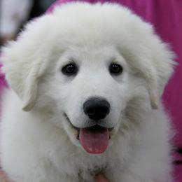 Kuvaszok from Szumeria Kuvasz