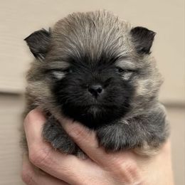 Sugar - Cream sable female Pomeranian puppy in Eureka Springs, Arkansas from Maple Hills Poms