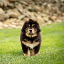 Tibetan Mastiff Puppies from Noble Legacy Tibetan Mastiffs