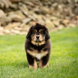 Tibetan Mastiff Puppies from Noble Legacy Tibetan Mastiffs