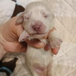 Marley - Cream male Dachshund puppy in Hudson, Michigan from Mittentail Kennel Miniature Dachshunds & Australian Shepherds