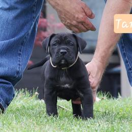 Tan Collar - Black male Perro de Presa Canario puppy in Pocahontas, Illinois from Cabeza Grande Kennel