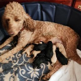 Poodles from Four Oaks Farm Kennel