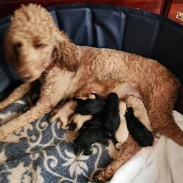 Poodles from Four Oaks Farm Kennel