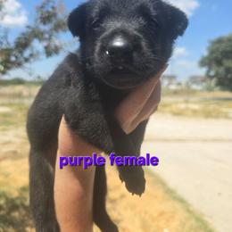 Girl3 - Black female Belgian Malinois puppy in Chico, Texas from North Texas Working Malinois
