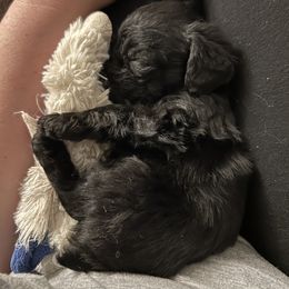 Yorkipoo Puppies from Bayless Yorkiepoos