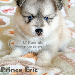 Prince Eric - Gray and white male Pomsky puppy in Centerville, Iowa from LJ Kennels Pomskies, LLC