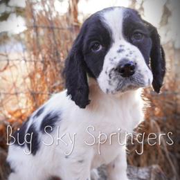 Boy 5 - Black and white male English Springer Spaniel puppy in Great Falls, Montana from Big Sky Springers