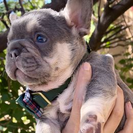 ZAIN - Tricolors French Bulldog puppy in Tucson, Arizona from The Origin French Bulldogs