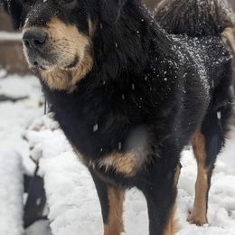 Tibetan Mastiffs from Obsidian Giant Tibetan Mastiffs