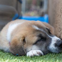 Anatolian Shepherd Dog Puppies from Fiddler’s Dream Anatolians