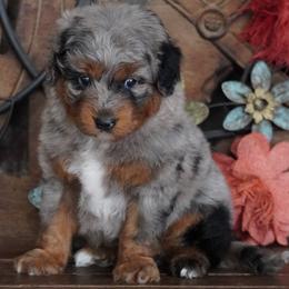 Jenny BMM Black Leg - Blue merle male Aussiedoodle puppy in Lawton, Oklahoma from Lindsey’s Aussies