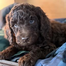 Yosemite - Chocolate male Labradoodle puppy in Lubbock, Texas from Lucky Labradoodles