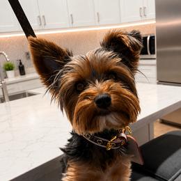 Scar - Yorkshire Terrier