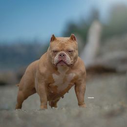 Kush - American Bully