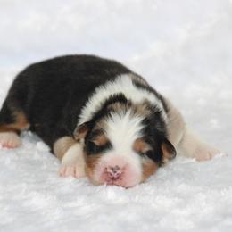 Waldorf - Blue merle male Australian Shepherd puppy in Circleville, Utah from Canyon Creek Aussies