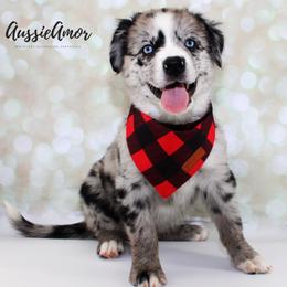 Bi Blue Merle 4 - 2 Blue eyes Long tail - Blue merle male Miniature Australian Shepherd puppy in Pinehurst, Texas from Aussie Amor