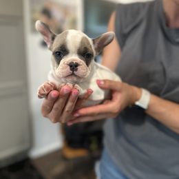Dottie - Brindle female French Bulldog puppy in Rapid City, South Dakota from Frontier Frenchies, LLC