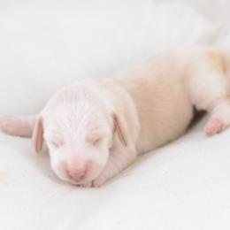 Donna - FULL AKC Cream - Cream female Dachshund puppy in Neosho, Missouri from A Walk In The Park