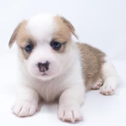 Fiona (Maroon Collar) - Health Tested Parents - Red female Pembroke Welsh Corgi puppy in Sacramento, California from Limitless Huskies