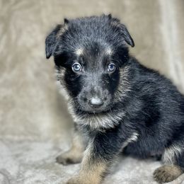 Navy Blue - German Shepherd puppy from American Viking GSD