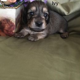 Dachshund Puppies from Leroux Creek Cream Dachshunds