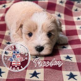 Freedom - Wheaten female Miniature Schnauzer puppy in Dorr, Michigan from Enchanted Paws