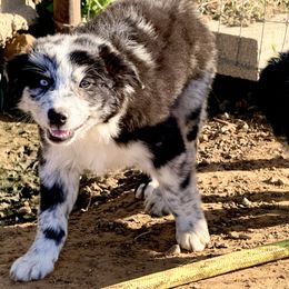 Billie - Blue merle male Australian Shepherd puppy in Mineral Wells, Texas from A6 Australian Shepards