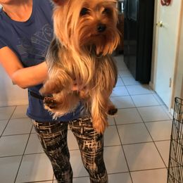 Kholoe - Yorkshire Terrier