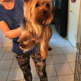 Kholoe - Yorkshire Terrier