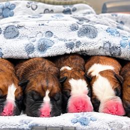 Boxer puppies from Sweet Georgia Boston’s