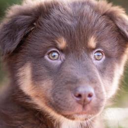 Red Merle Male - Red tri-color Australian Shepherd puppy in Tribby, Oklahoma from DNA 16B Aussie Farms