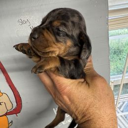 Boy 2 - Dapple male Dachshund puppy in South Haven, Kansas from Keen's Dachshunds