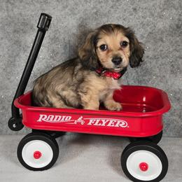 Nicholas - Cream male Dachshund puppy in Pryor, Oklahoma from Mighty Paws Manor