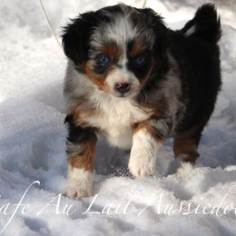 Aussiedoodles from Cafe Au Lait Aussiedoodles, LLC