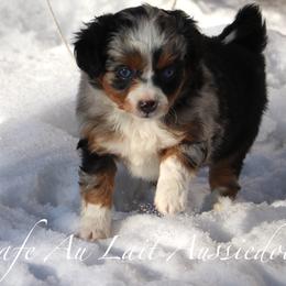 Aussiedoodles from Cafe Au Lait Aussiedoodles, LLC