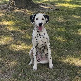 Marshall - White and black male Dalmatian puppy in Weatherford, Texas from Texas Legacy Dalmatians