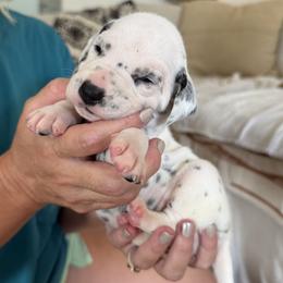 Girl 8 - female Dalmatian puppy in Tulsa, Oklahoma from White House Dals