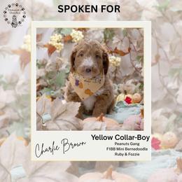 Yellow Collar - Charlie Brown - Yellow and white male Bernedoodle puppy in Lexington, North Carolina from Deborah’s Doodles