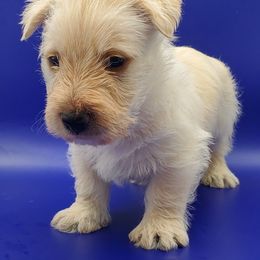 Casper - Wheaten male Scottish Terrier puppy in Crossville, Tennessee from Cavern Kennels