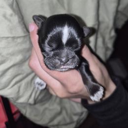 Bert - Black male Shih Tzu puppy in Green Valley Lake, California from All American Shih Tzu Puppies