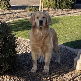 Solveigh - Golden Retriever