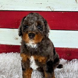 Dusty - Tri-color male Bernedoodle puppy in Caldwell, Idaho from Boise Doodle Co.