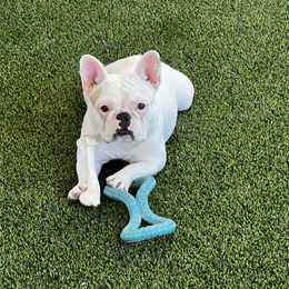 French Bulldog All Grown Up from Davis Family Bulldogs