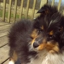 Shetland Sheepdogs from Heritage Hills Shetland sheepdogs