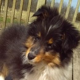 Shetland Sheepdogs from Heritage Hills Shetland sheepdogs