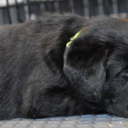 Labrador Retriever Puppies from Ronara Labradors