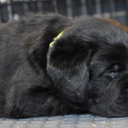 Labrador Retriever Puppies from Ronara Labradors