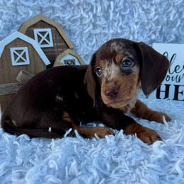 Mathew - Dapple male Dachshund puppy in Colbert, Oklahoma from Brooke Crenshaw